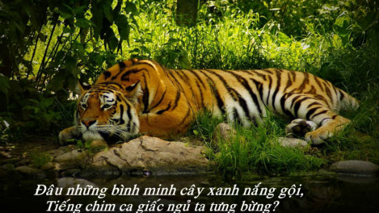 cam nhan bai tho nho rung