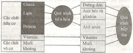 sinh20hoc20820bai2024